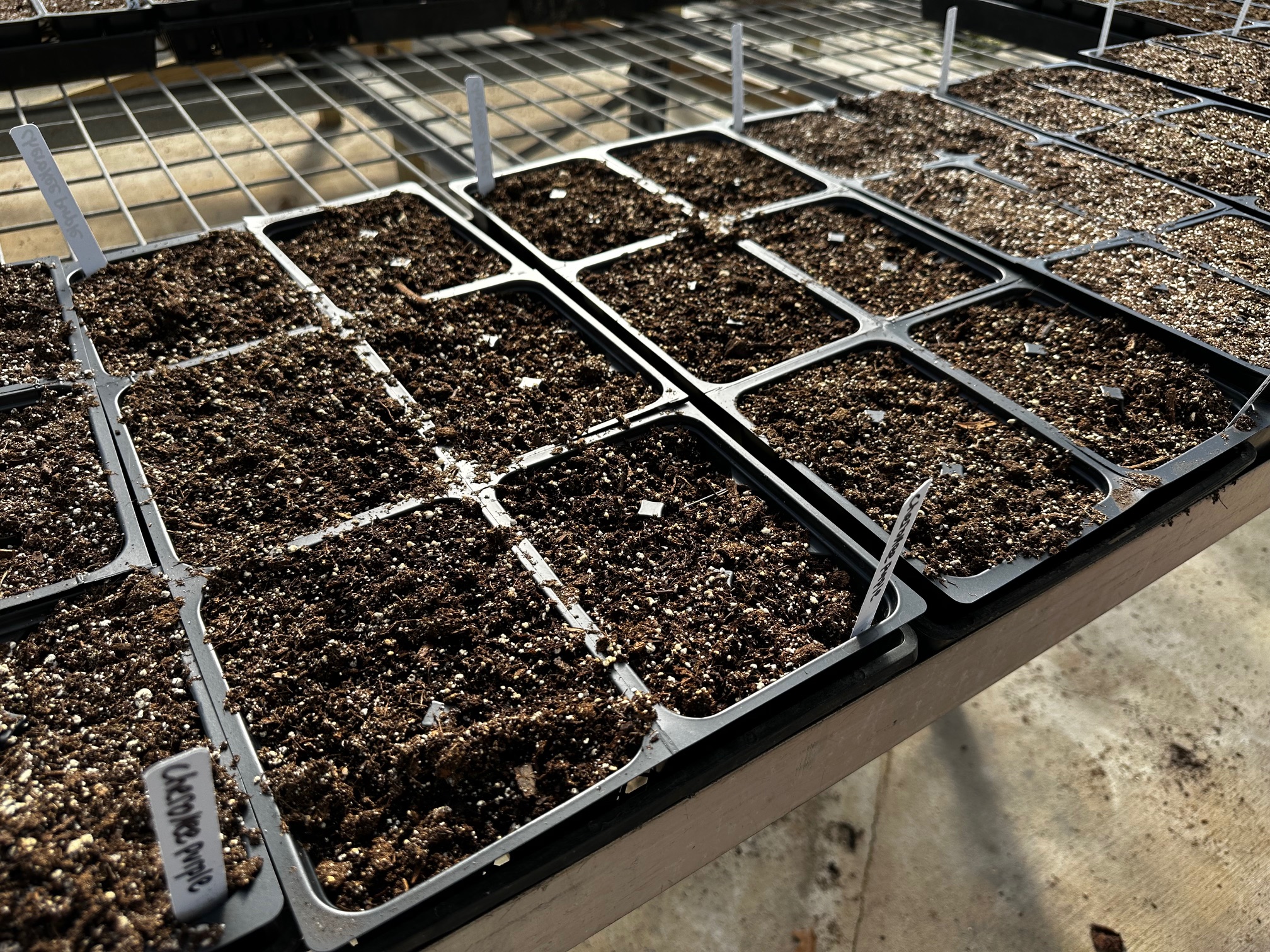 To enjoy flowers, veggies and herbs this spring, start your seeds now